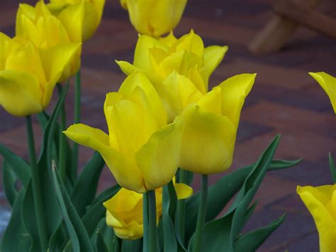 Free photo: Special dutch tulips in spring - Beautiful, Bloom, Blossom ...