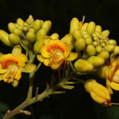 Libidibia ferrea (Mart. ex Tul.) L.P.Queiroz | Plants of the World ...