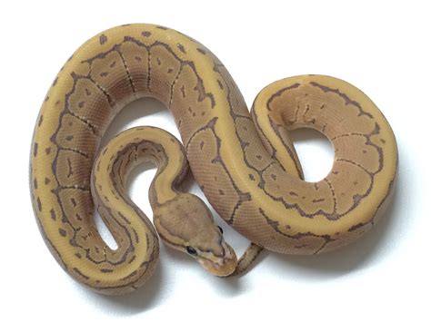 Image result for Pin Strip Ghost Ball Python