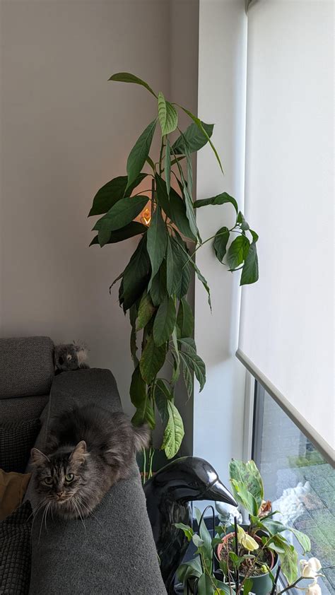 Indoor avocado pruning : r/IndoorPlants
