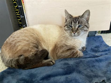 Cats for Adoption in Columbus, Ohio | Alpha Paw