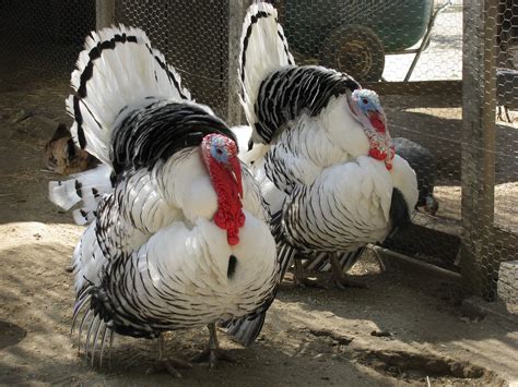The Ranch — The Leonis Adobe Museum