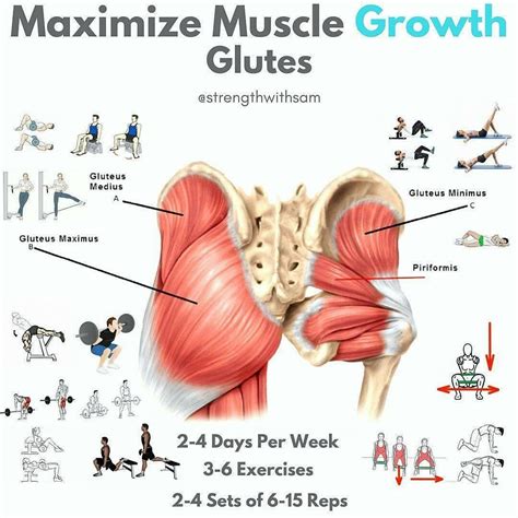 muscle growth glutes | Glutes workout, Glutes, Muscle growth