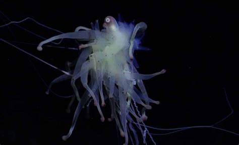 Sea Spiders Are Grazing on Methane—They're Changing What We Know About ...