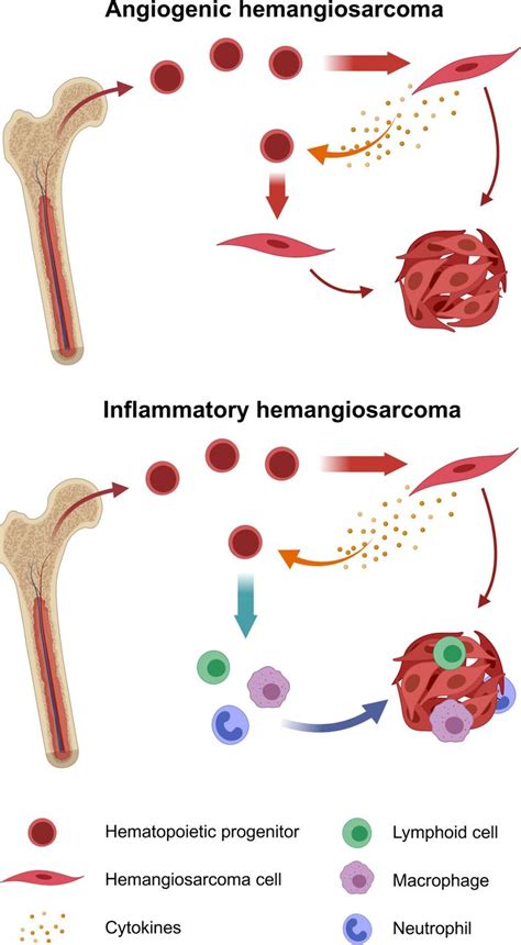 Image result for Hemangiosarcoma