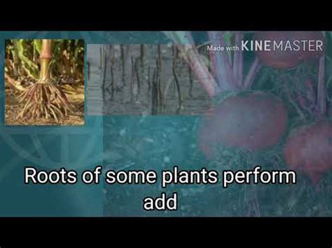 Image result for Root Modification Class 5