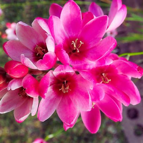 Ixia Pink Colour Flower Bulbs
