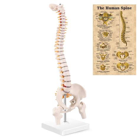 Miirr Mini Spine Anatomy Model Human Spine Model With Spinal ...