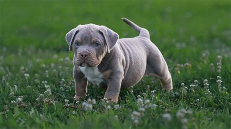 XXL American Bully Puppies for Sale in Virginia