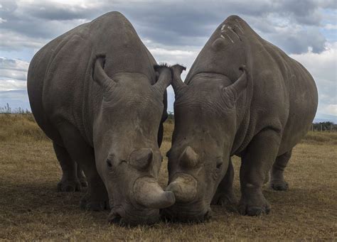 Northern White Rhinoceros