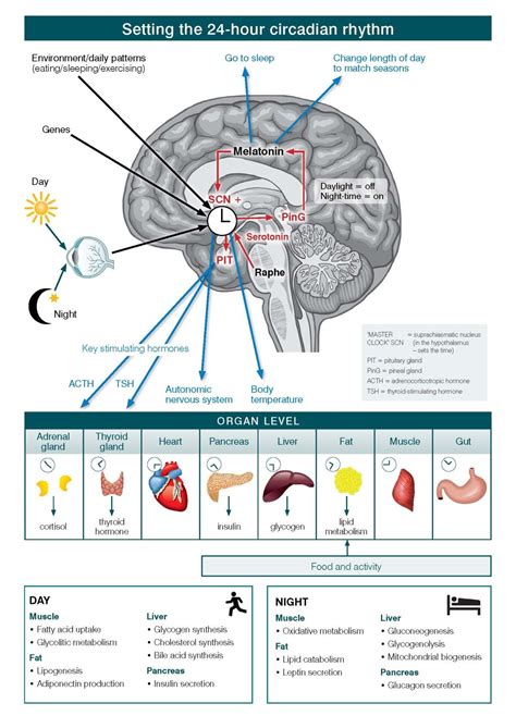 Mindmap — lesson. Science CBSE, Class 10.