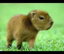 Image result for 20 Cutest Animals
