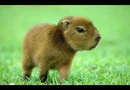 Image result for Cutest Image Ever