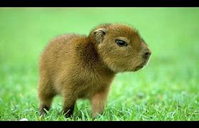 Image result for Cutest Baby Animals of All Time