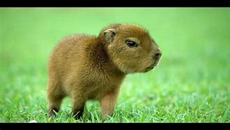 Image result for Cutest Baby Animals From All around the World