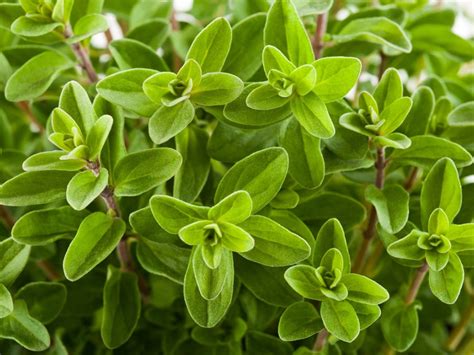 Tips For Growing Marjoram In Your Herb Garden | Gardening Know How