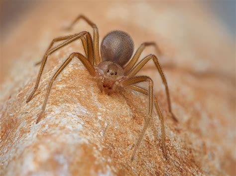 Brown Recluse Spiders in Oregon | Natura Pest Control