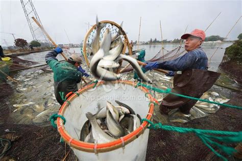 人工养殖刀鱼成本高 大规模量产还需饲料突破 - 每日头条