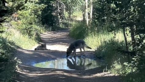 We now know what will happen to Colorado’s Copper Creek wolf pack ...