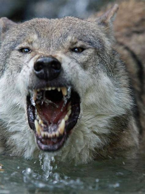 Image result for Angry Wolves