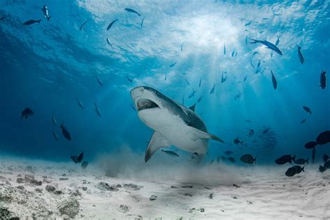 How Many Sharks Are in the Ocean?