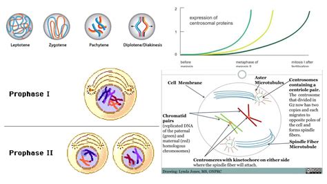 Cell Biology - Microbiology Notes