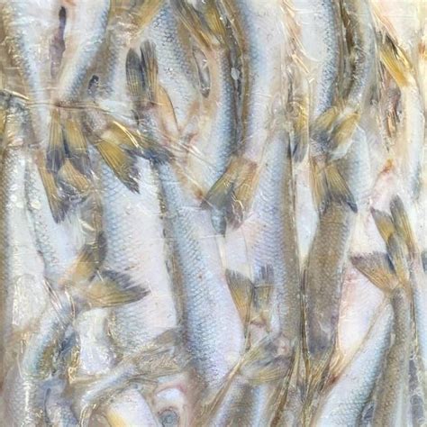 Зубарь Сахалин икряной 2022 - Рыба и морепродукты в Находке