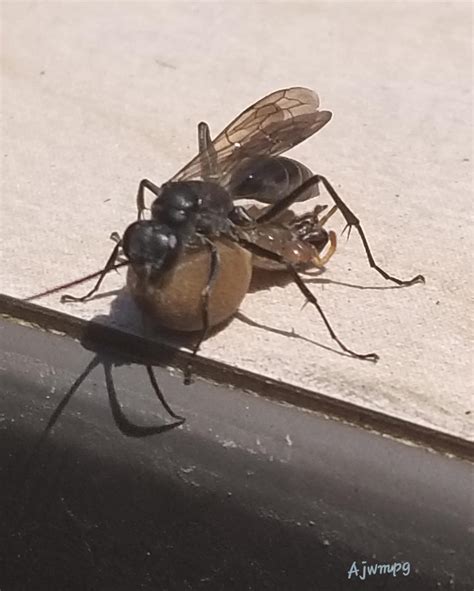 Great Black Wasp Nesting Habits