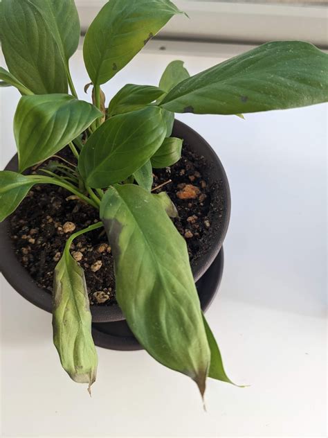 Spreading black spots on peace lily, watered when leaves droop ...