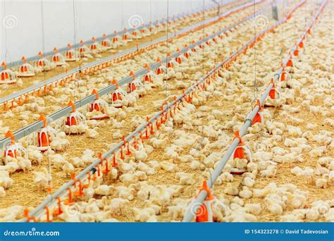 Indoors Chicken Farm, Chicken Feeding, Farm For Growing Broiler ...