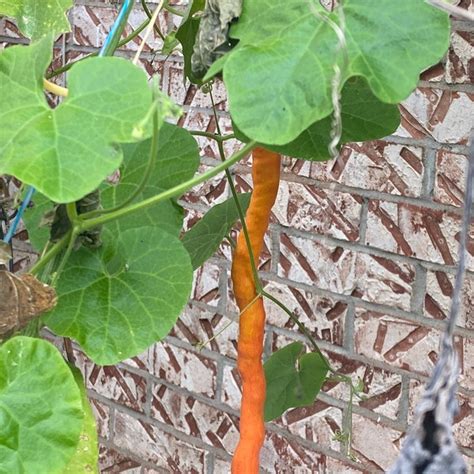 Image result for Python Snake Bean Seeds