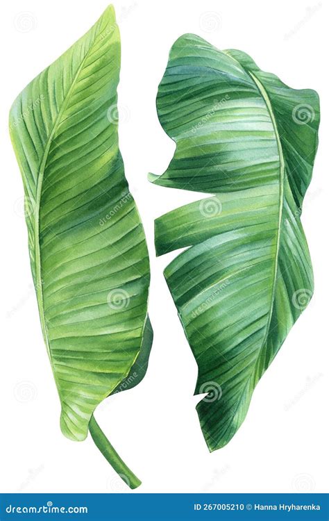 Plant of Bird-of-paradis, Palm Leaf on White Background, Watercolor ...