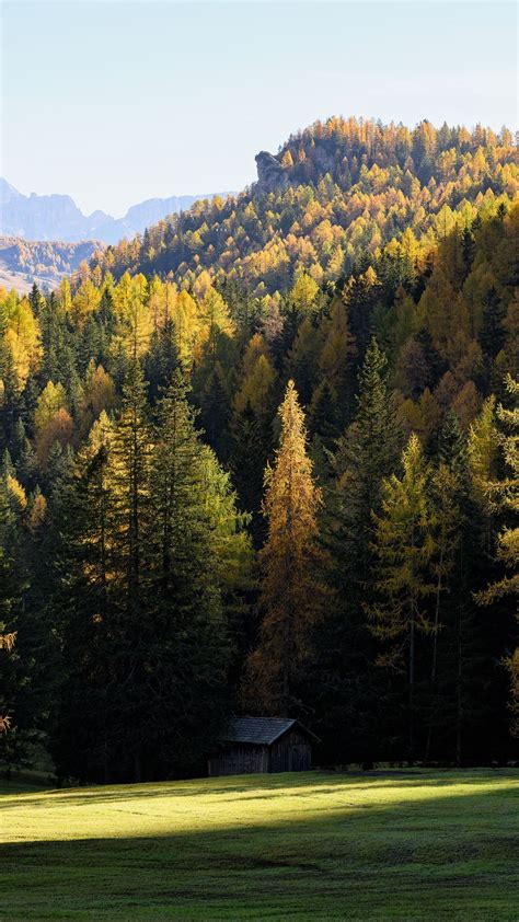 Download wallpaper 1350x2400 forest, trees, house, landscape, glade ...