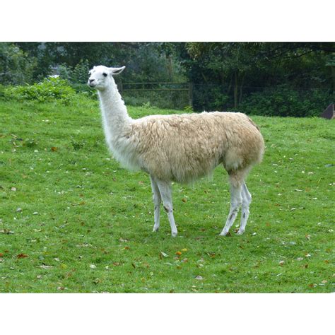 Ламы (Lama) | LifeCatalog