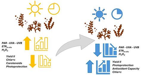 Ecophysiological and Biochemical Responses of Lessonia spicata to Solar ...