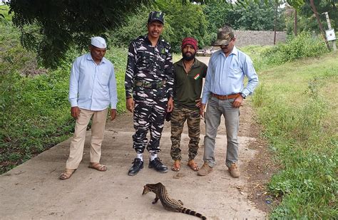 Pune: Rare Small Indian Civet Spotted In Shirur