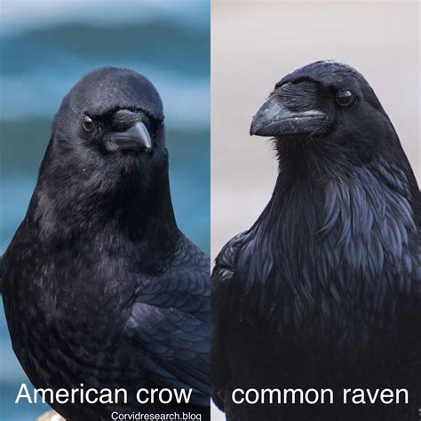The definitive guide for distinguishing American crows & common ravens