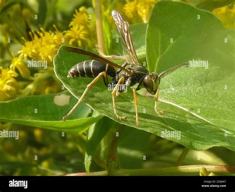 Northern Paper Wasp (Polistes fuscatus Stock Photo - Alamy
