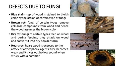 Image result for Defects in Timber