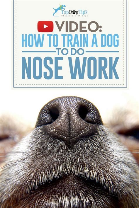 How To Train A Dog To Do Nose Work and Why You Should: Video Guide. We ...
