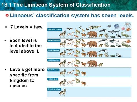 Image result for Linnaean Classification System