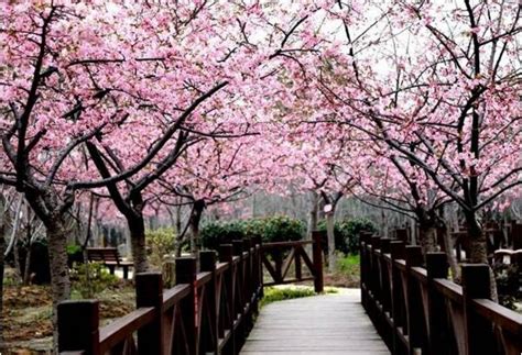 2018上海樱花节是什么时候 三月下旬看花海(顾村公园) - 花语网