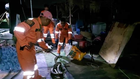 Image result for Giant Python Caught