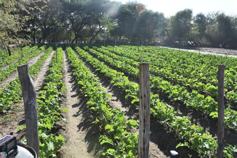 Crops 的图像结果