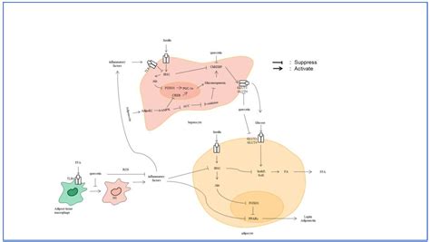 Quercetin Regulates Lipid Metabolism and Fat Accumulation by Regulating ...