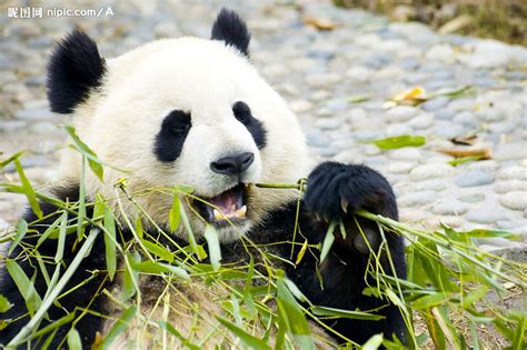大熊猫在动物园里吃竹子图片下载 - 觅知网