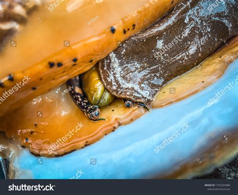 Image result for What's Inside Conch Shell