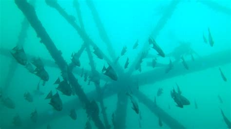 Wreck and Bridge Span Dive Charter for Certified Divers 2022 - Panama ...