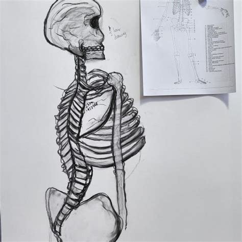 Image result for Basic Human Form Drawing