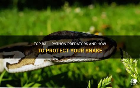 Image result for Python Predators Africa